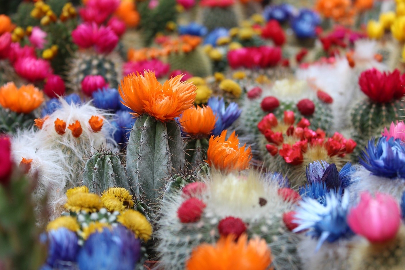 Succulents come in elegant colors