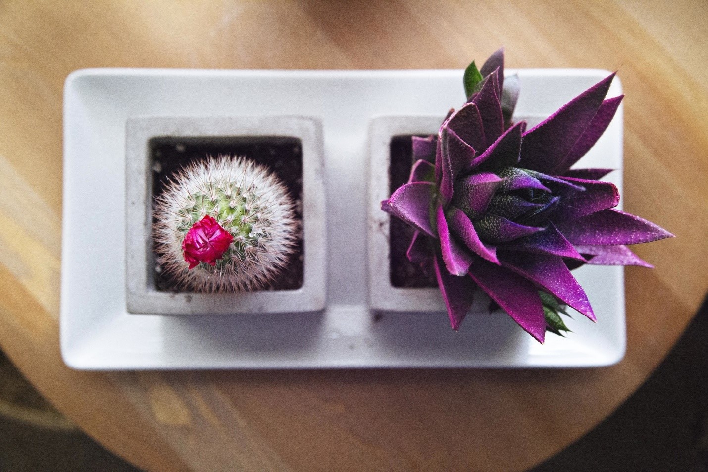 Succulents are excellent at removing toxins and cleansing the air