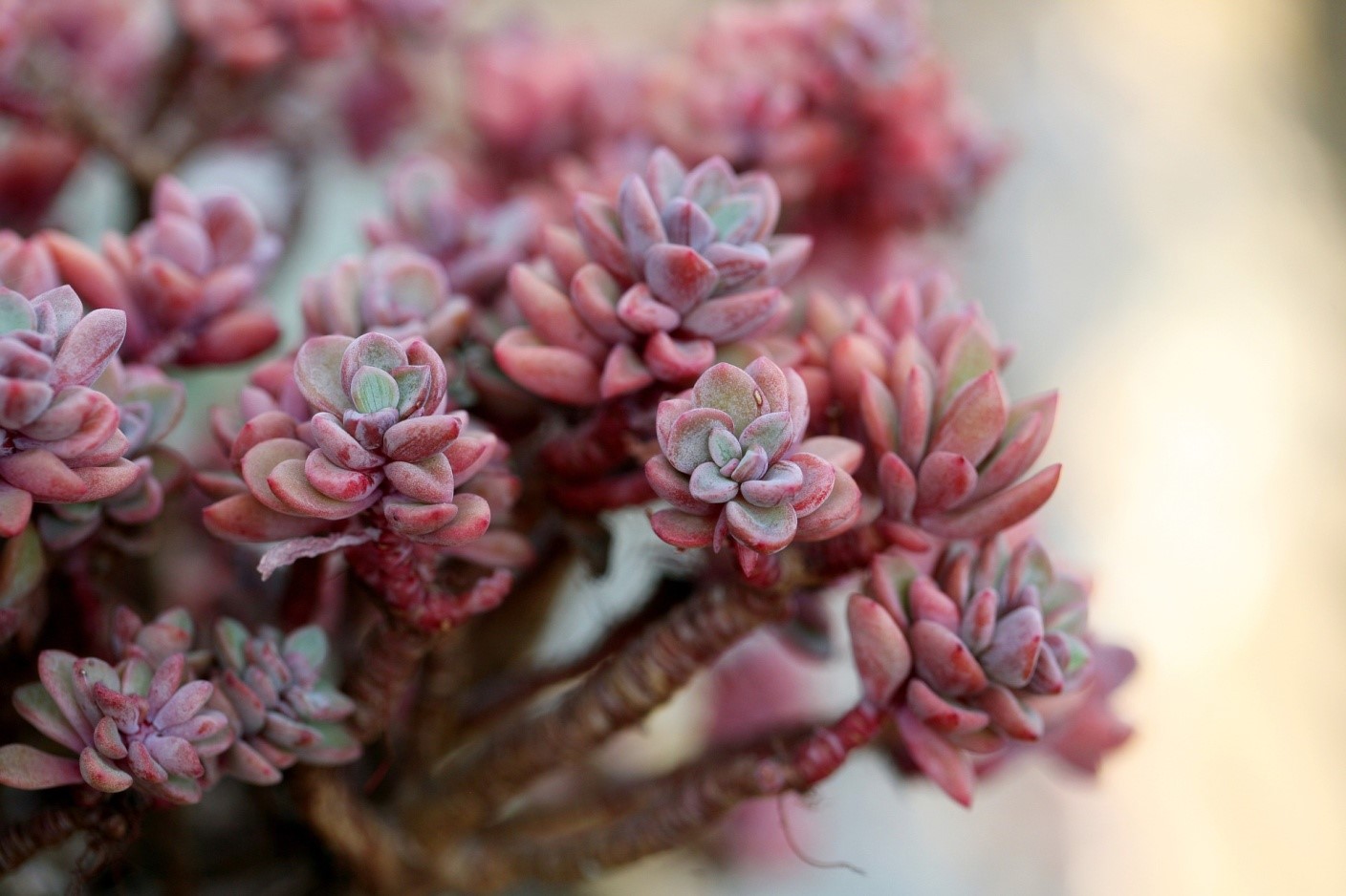 Succulents are low-maintenance