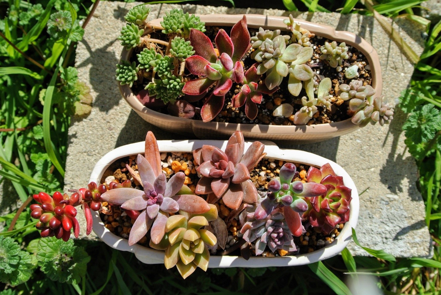 Succulents fit well in any space or home