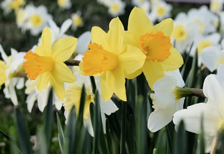 Blog :: Daffodil: March Birth Month Flower